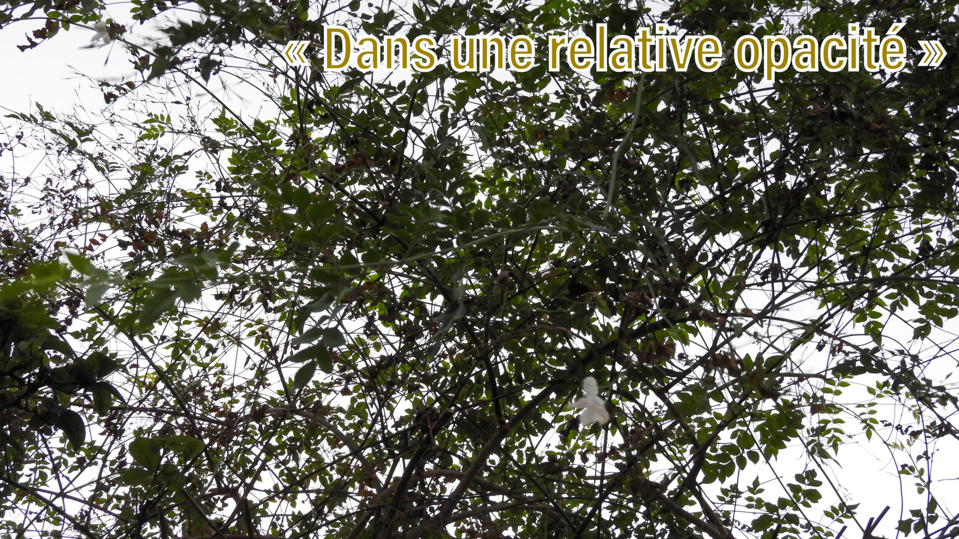 relative opacité sous le jasmin en fleur en plein carême